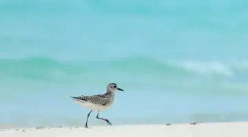 RIHIVELI MALDIVES RESORT