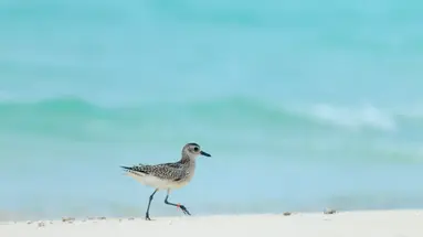 RIHIVELI MALDIVES RESORT