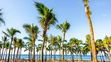 Riu Vallarta