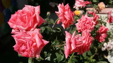 Rose Village Aparthotel