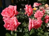 Rose Village Apartment Tourist Complex