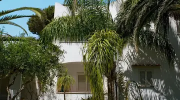 Royal Palm