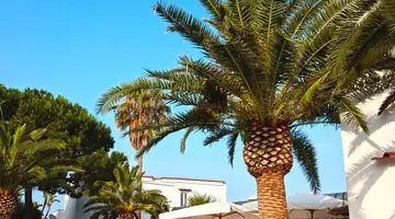 Royal Palm