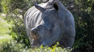 RPA, Botswana, Zimbabwe - Wyprawa do Wodospadów Wiktorii