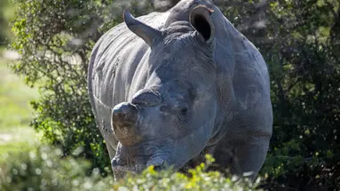 RPA, Botswana, Zimbabwe - Wyprawa do Wodospadów Wiktorii