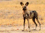 RPA, Botswana, Zimbabwe - Wyprawa do Wodospadów Wiktorii