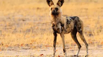 RPA, Botswana, Zimbabwe - Wyprawa do Wodospadów Wiktorii