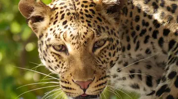RPA - Wodospady Wiktorii - Botswana 10 nocy