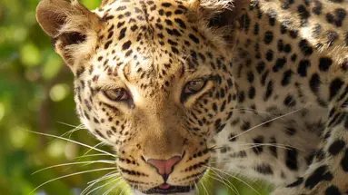 RPA - Wodospady Wiktorii - Botswana 10 nocy
