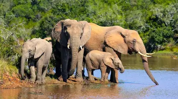 RPA - Wodospady Wiktorii - Botswana 10 nocy