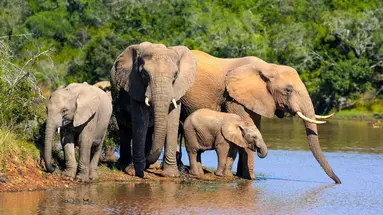 RPA - Wodospady Wiktorii - Botswana 10 nocy