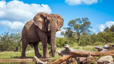 RPA - Wodospady Wiktorii - Botswana 10 nocy