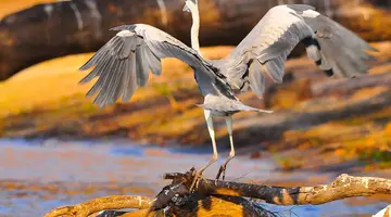 RPA - Wodospady Wiktorii - Botswana 10 nocy