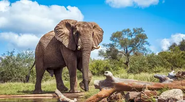 RPA - Wodospady Wiktorii - Botswana 10 nocy
