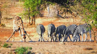 RPA - Wodospady Wiktorii - Botswana 10 nocy