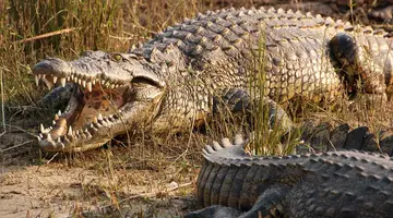 RPA - Wodospady Wiktorii - Botswana 10 nocy
