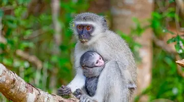RPA - Wodospady Wiktorii - Botswana 10 nocy
