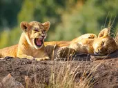 RPA - Wodospady Wiktorii - Botswana 10 nocy