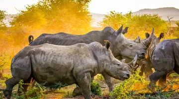 RPA - Wodospady Wiktorii - Botswana 10 nocy