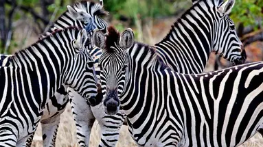RPA - Wodospady Wiktorii - Botswana 10 nocy