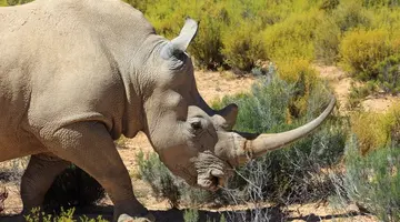 RPA - Zimbabwe (Wodospady Wiktorii) - Botswana