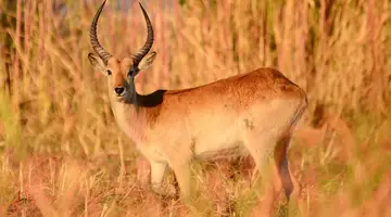 RPA - Zimbabwe (Wodospady Wiktorii) - Botswana