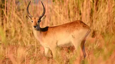 RPA - Zimbabwe (Wodospady Wiktorii) - Botswana