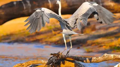RPA - Zimbabwe (Wodospady Wiktorii) - Botswana