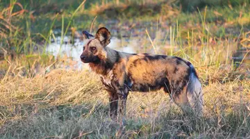 RPA - Zimbabwe (Wodospady Wiktorii) - Botswana