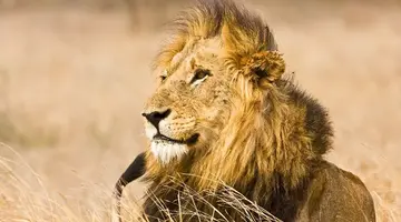 RPA - Zimbabwe (Wodospady Wiktorii) - Botswana
