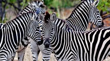 RPA - Zimbabwe (Wodospady Wiktorii) - Botswana