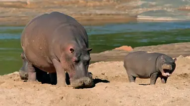 RPA - Zimbabwe (Wodospady Wiktorii) - Botswana