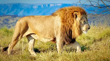 RPA - Zimbabwe (Wodospady Wiktorii) - Botswana