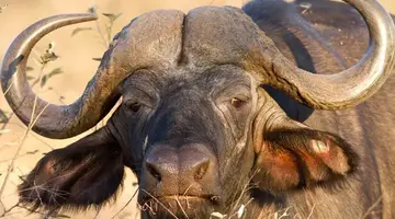 RPA - Zimbabwe (Wodospady Wiktorii) - Botswana
