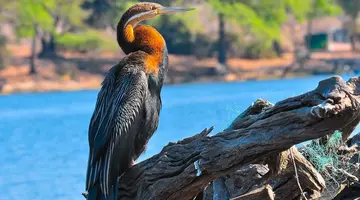 RPA - Zimbabwe (Wodospady Wiktorii) - Botswana