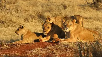 RPA - Zimbabwe (Wodospady Wiktorii) - Botswana