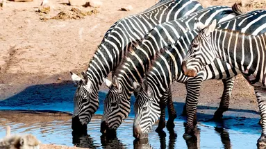 Safari Express + Hotel Neptun Beach