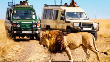 Safari Express + Hotel Prideinn Flamingo Beach Resort & Spa