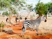 Safari Express + Hotel Prideinn Flamingo Beach Resort & Spa