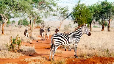 Safari Express + Hotel Prideinn Flamingo Beach Resort & Spa
