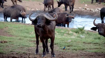 Safari Express + Hotel Prideinn Paradise Beach Resort