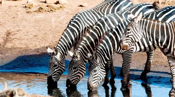 Safari Express +Travellers Beach Hotel & Club All Inclusive