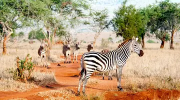 Safari Express