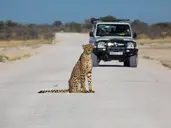 Safari i Zanzibar
