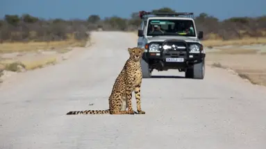 Safari i Zanzibar