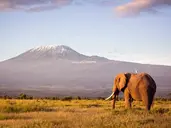 Safari i Zanzibar