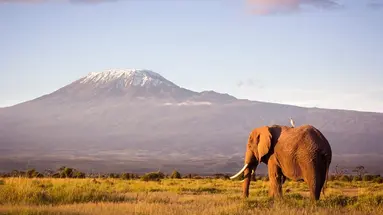 Safari i Zanzibar