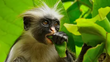 Safari i Zanzibar