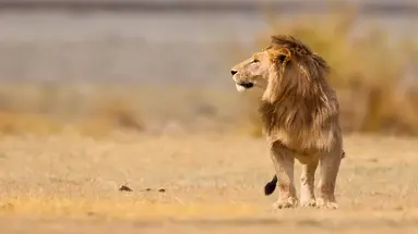 Safari i Zanzibar