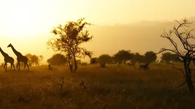 Safari -  Kenia, Tanzania, Zanzibar